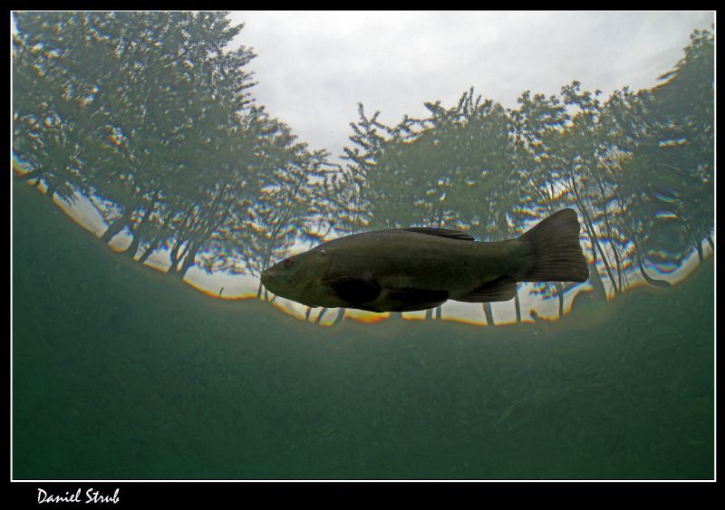 Tench (tinca tinca) right under the surface :-D by Daniel Strub 