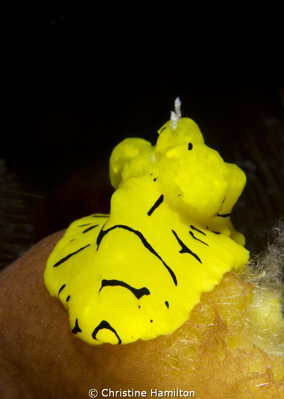 Yellow by Christine Hamilton 