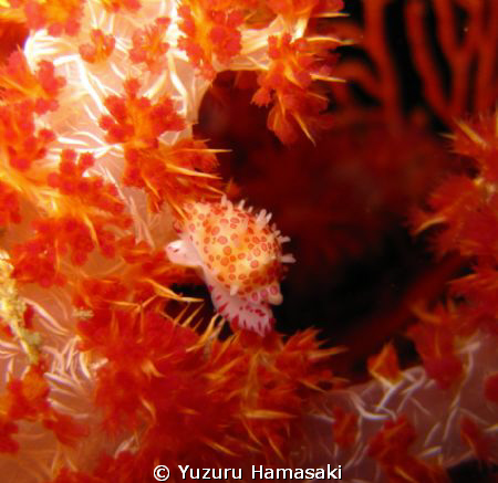 a beautiful baby cowrie getting active at night by Yuzuru Hamasaki 