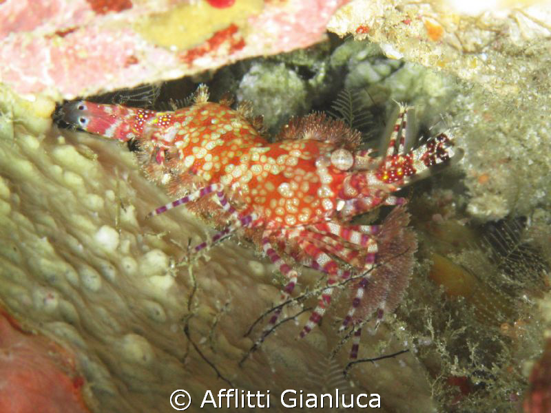 saron sp. by Afflitti Gianluca 