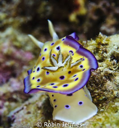 nudi at MICHAELMAS reef by Robin Jeffries 