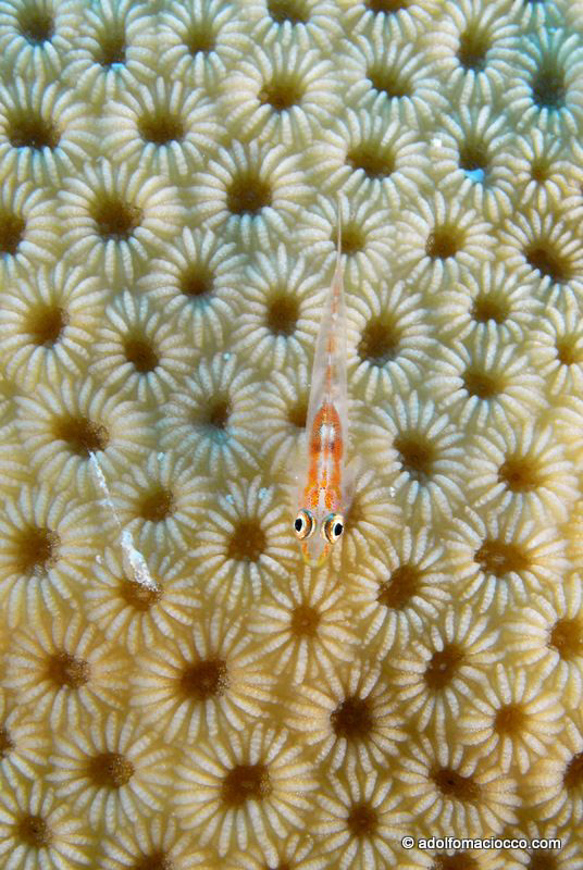 Goby on hard coral by Adolfo Maciocco 