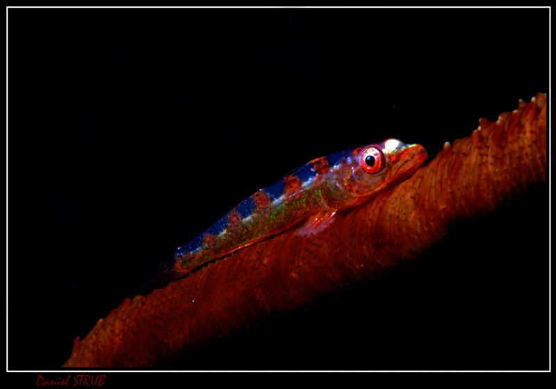 Coral gobie :-D by Daniel Strub 