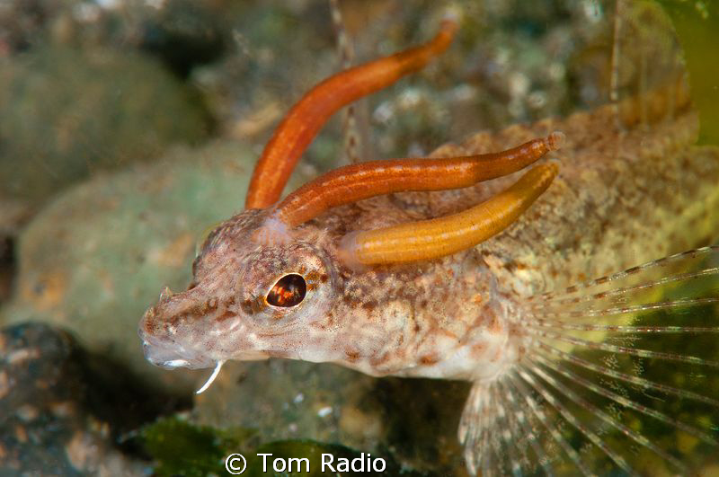 Blacktip Poacher with Sea Leeches
Seattle, WA, U.S.A. by Tom Radio 