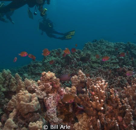 Hawaiian reef scene.  Big Island.  Canon G-10. Ikelite ho... by Bill Arle 