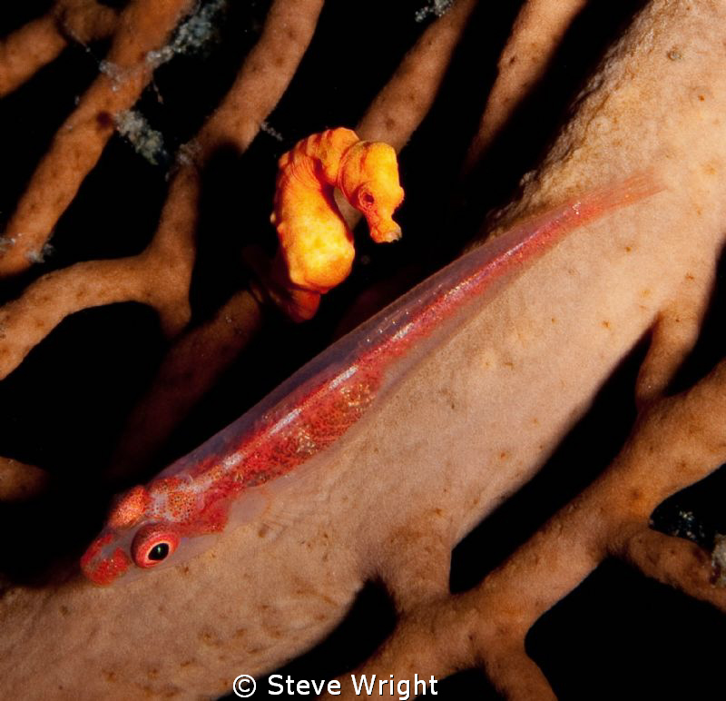 Denise's seahorse watching over his coral goby buddy by Steve Wright 