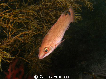 Goldshinny-Wrasse by Carlos Ernesto 