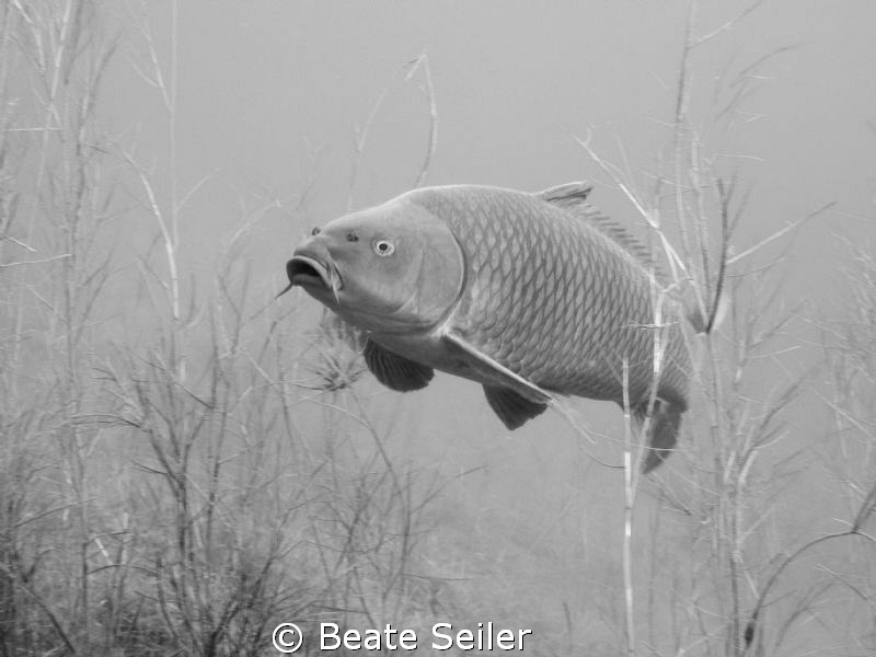 Carp , taken with Canon G10 by Beate Seiler 