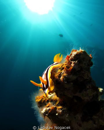 pyjama slug in sunset by Ladislav Nogacek 