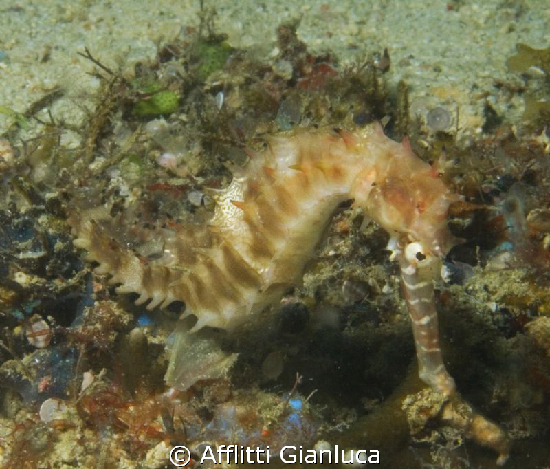 hippocampus hystrix by Afflitti Gianluca 