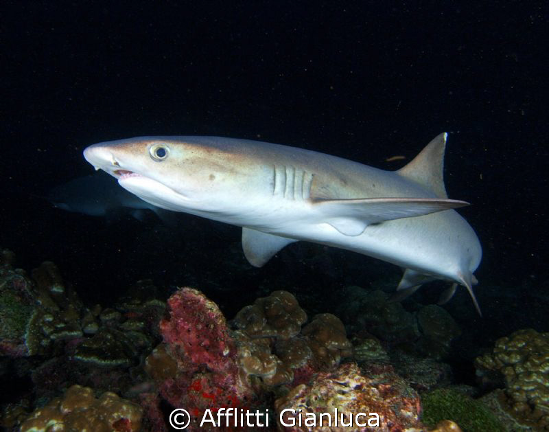 triaenodon obesus by Afflitti Gianluca 