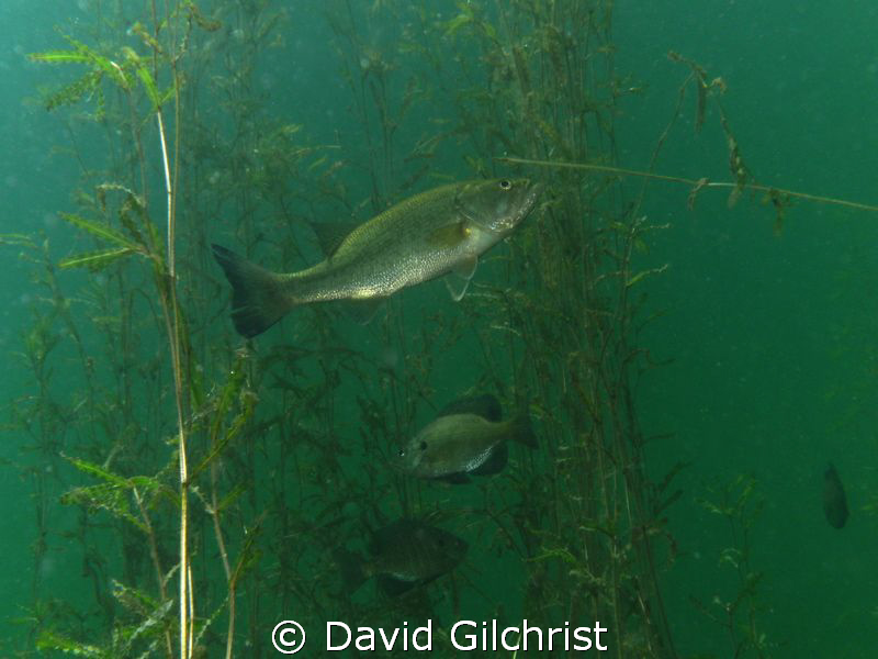 Fish 'hang out' among the vegetation in a local quarry cl... by David Gilchrist 