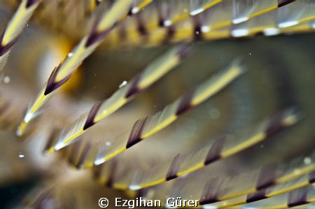 spirographis spallanzanii / Bodrum by Ezgihan Gürer 