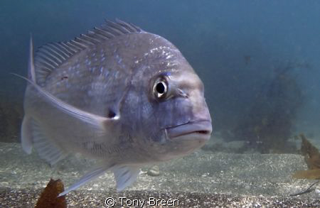 Snapper, taken at Goat Island on New Zealands east coast.... by Tony Breen 
