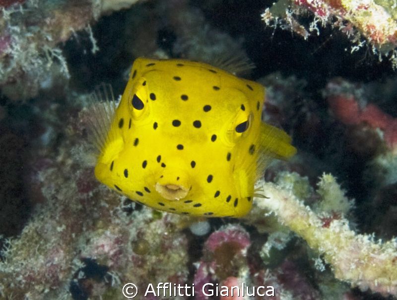 ostracion cubicus by Afflitti Gianluca 