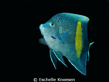 Full frame by Eschelle Knoesen 