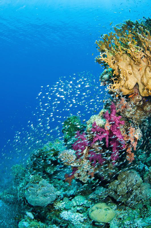 Coral outcrop & Glassfish school by Paul Colley 