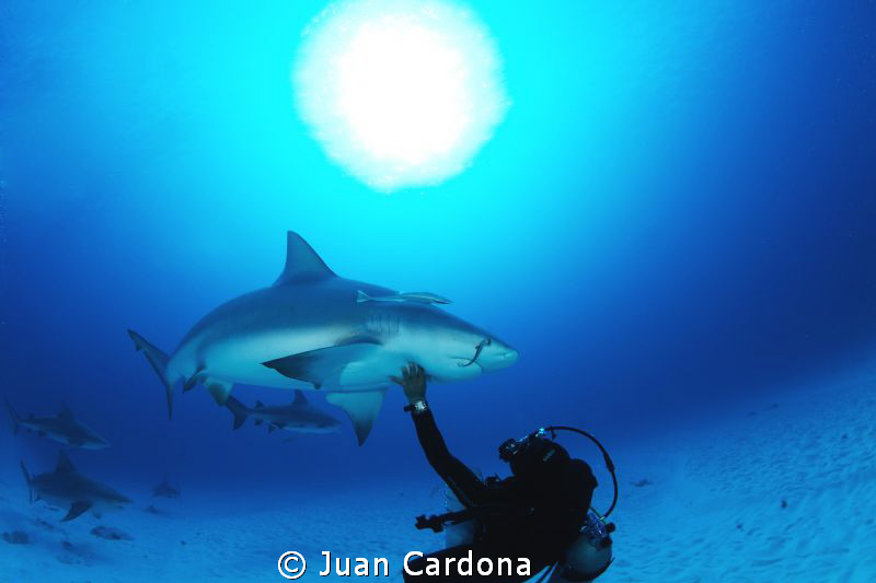 bull shark dive by Juan Cardona 