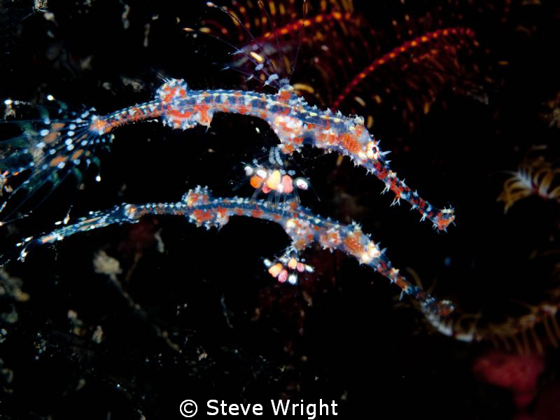 pair of Ghost Pipefish pic taken in Tulamben, Bali. Olymp... by Steve Wright 