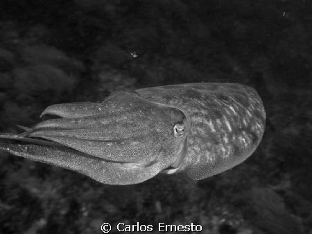 seppia officinalis by Carlos Ernesto 