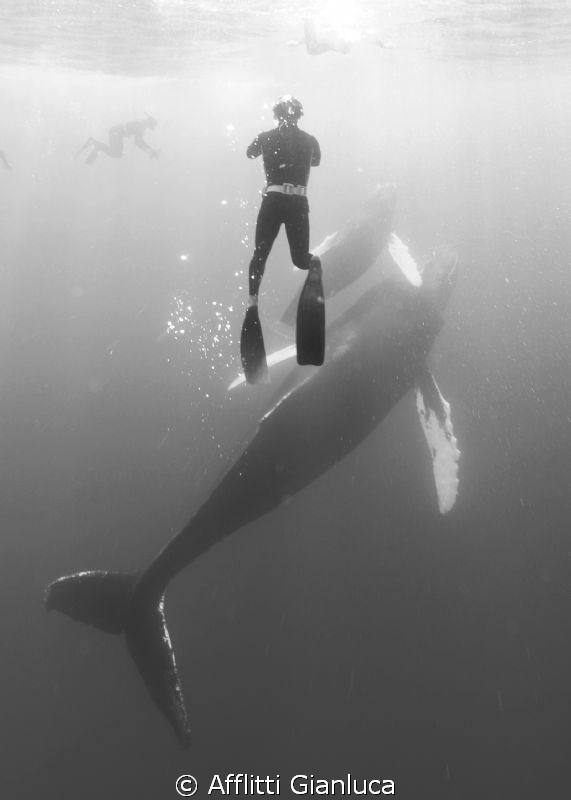 whales on the surface by Afflitti Gianluca 