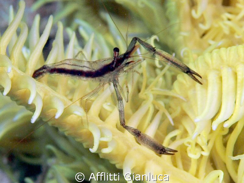 periclemenes sp. by Afflitti Gianluca 