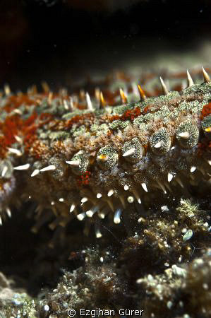 Seastar / Bodrum by Ezgihan Gürer 