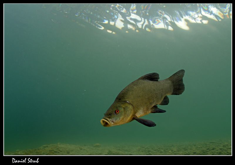 tech in a small pond ... :-D by Daniel Strub 