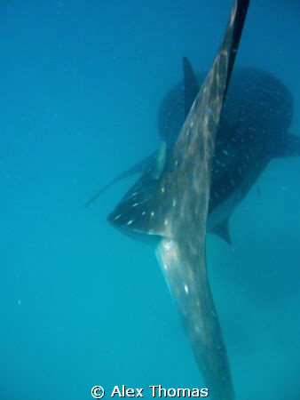 Whale Shark by Alex Thomas 