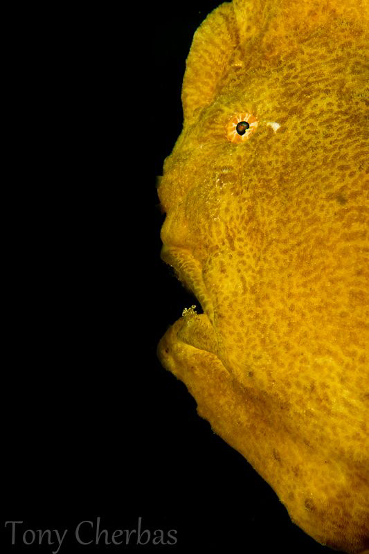 This Giant Frogfish  was not spotted, it swam right into ... by Tony Cherbas 