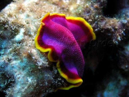 Nudibranch photographed at Pupukea Beach (Sharks Cove), O... by Rob Van Orden 