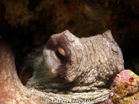 Octopus vulgaris. by Carlos Ernesto 