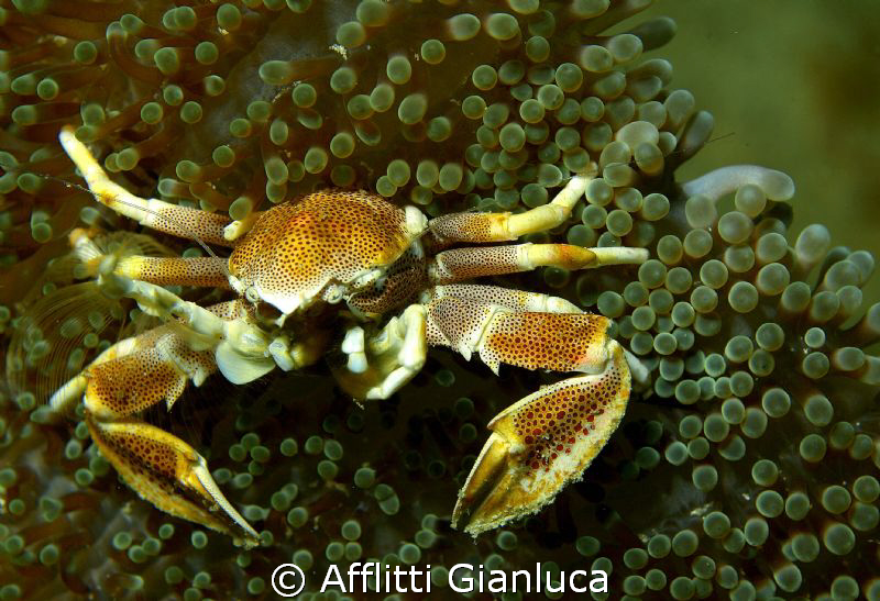 neopetrolisthes maculatus by Afflitti Gianluca 