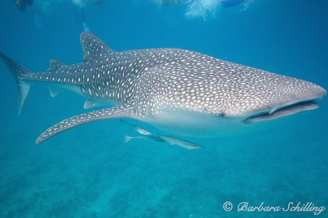 My first whale shark on digital camera ... finally ;-) by Barbara Schilling 