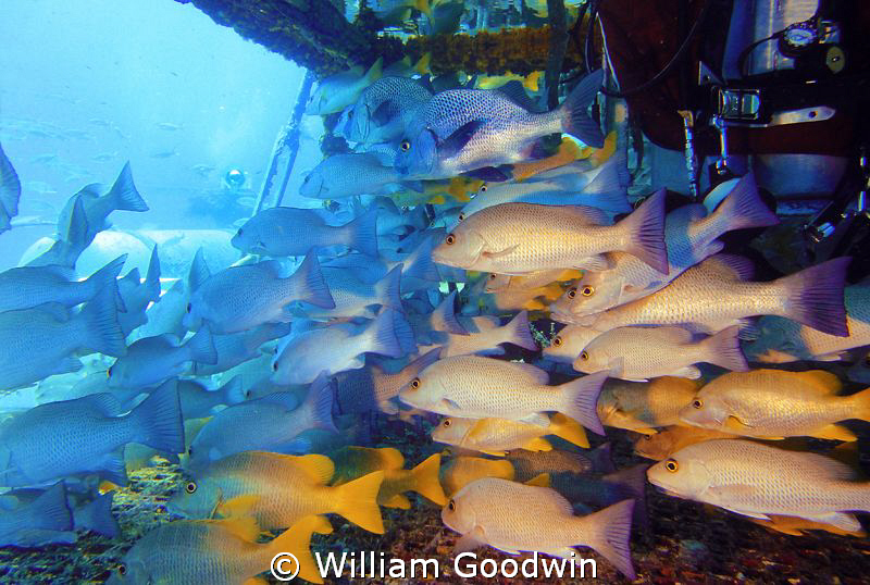 The entrance slot to the moon pool of Aquarius, the world... by William Goodwin 