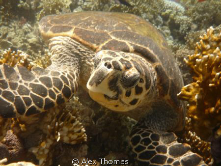Turtle by Alex Thomas 