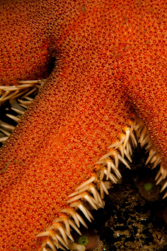 Starfish detail by Paul Colley 
