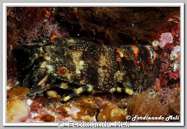 Scyllarus arctus. by Ferdinando Meli 