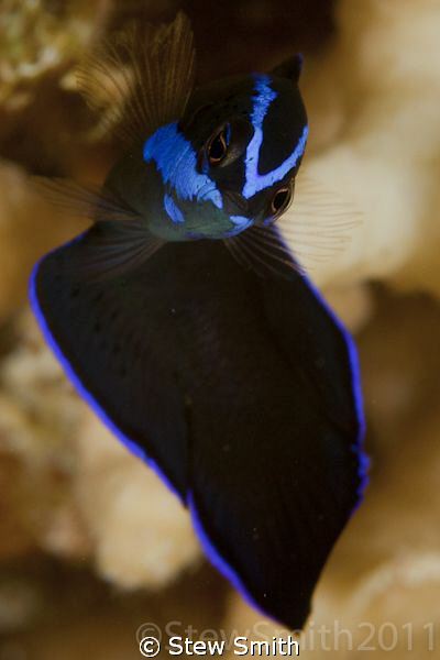 Unidentified - help with ID appreciated by Stew Smith 