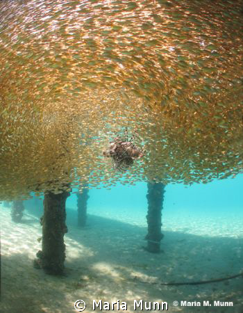 This shot was taken in just 2 metres of water in Nuweiba.... by Maria Munn 