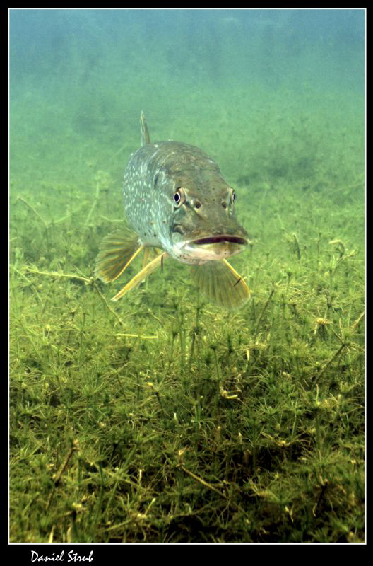 King pike ... :-D by Daniel Strub 