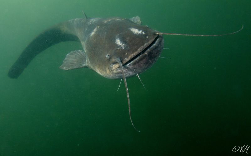catfish by Veronika Matějková 