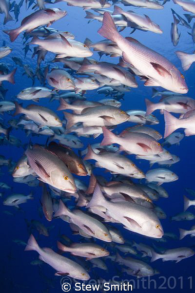 The yearly aggregation of Bohar Snapper arrive at Shark R... by Stew Smith 