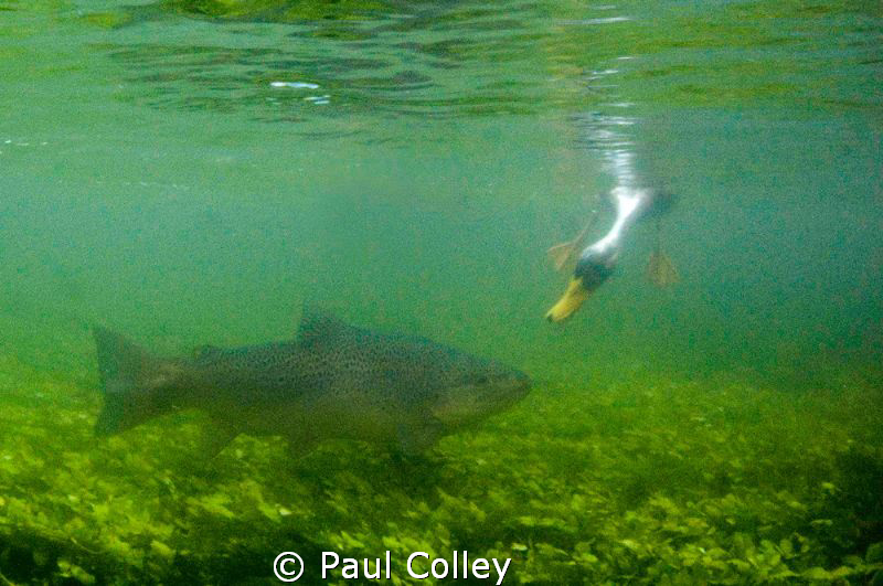 A natural light high ISO (not great quality) image, but i... by Paul Colley 