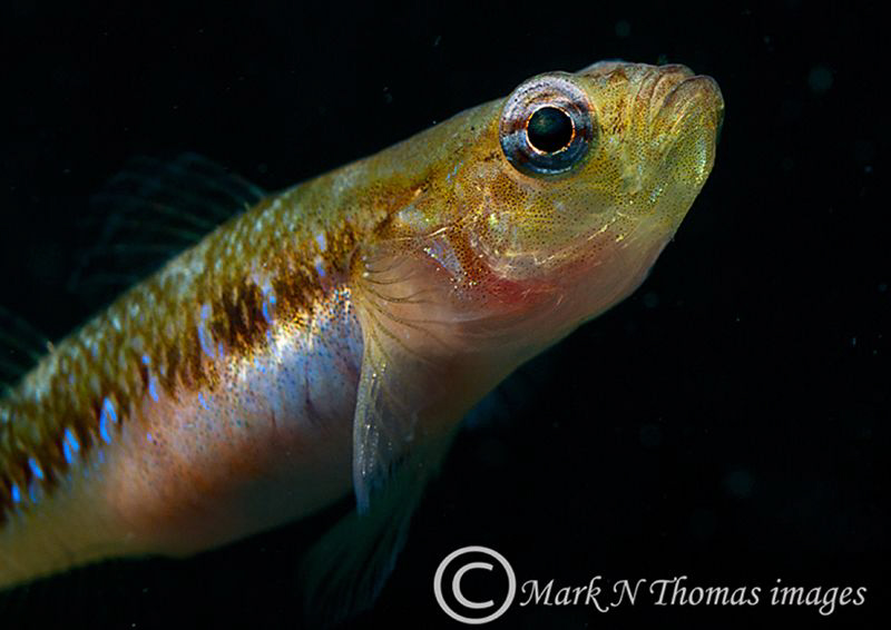 Two-spot goby.
Connemara, 60mm. by Mark Thomas 