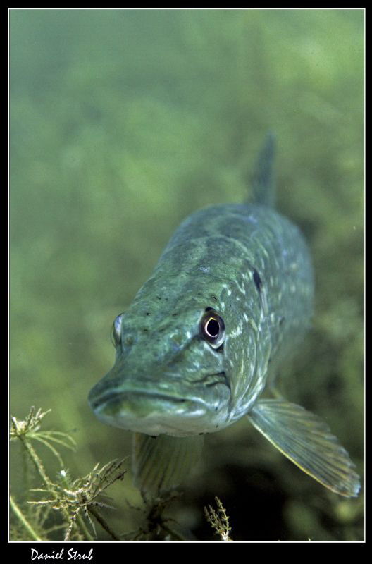 Pike ... :-D by Daniel Strub 