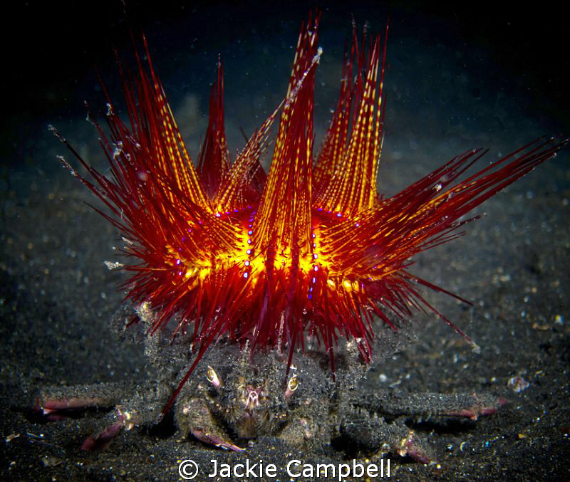 Beware the King of Crabs !!
 by Jackie Campbell 