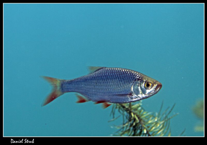 Rudd (Scardinius erythrophthalmus) in a pond :-D by Daniel Strub 