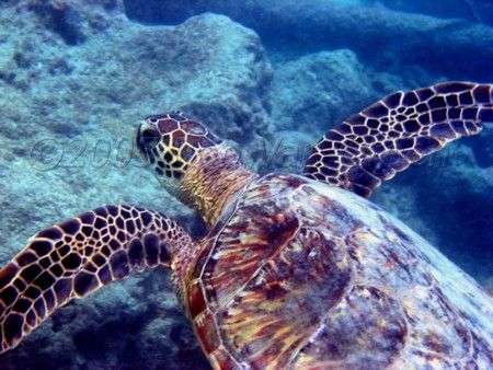 Photographed at Hanauma Bay, Oahu, Hawaii. Olympus C5060. by Rob Van Orden 