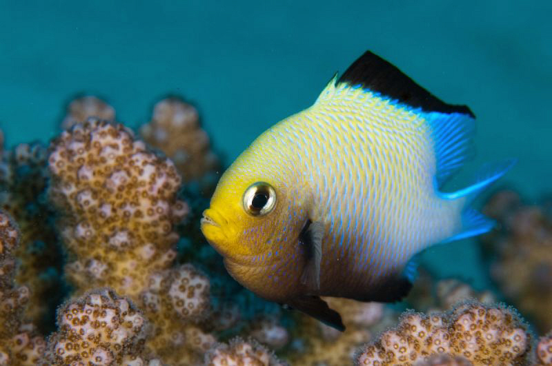 Small Damsel in coral habitat by Paul Colley 